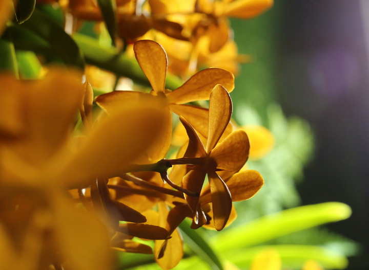 Dendrobium_Kanuhura_Orchid_720x528_72_RGB