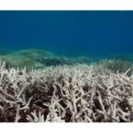Dead Coral