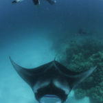 Manta