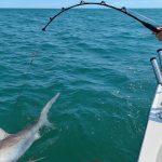 Gov’t Partially Lifts Shark Fishing Ban Despite Environmental Concerns