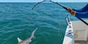 Gov’t Partially Lifts Shark Fishing Ban Despite Environmental Concerns