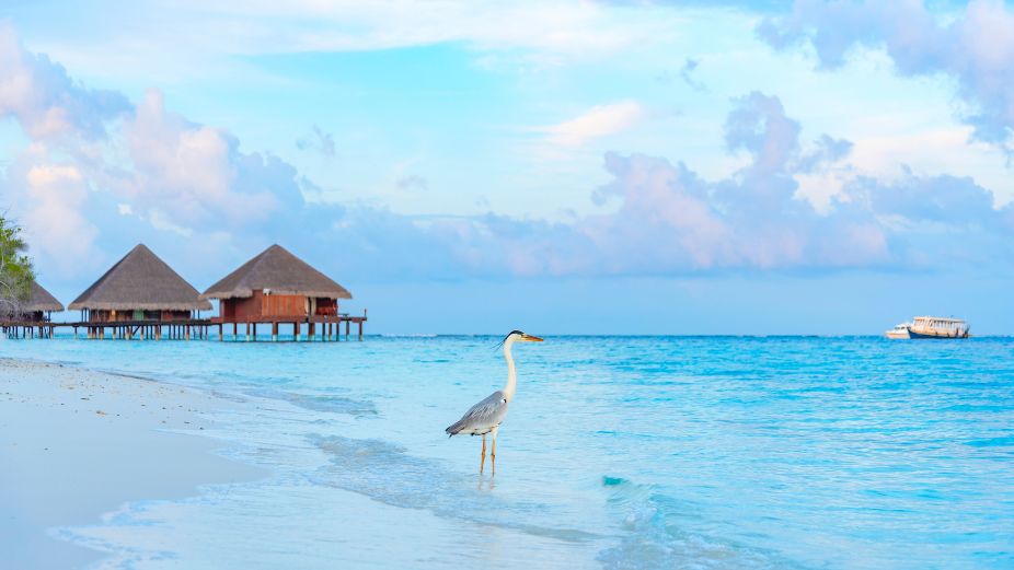 Corporate Maldives - 2026-02-22T140707.403