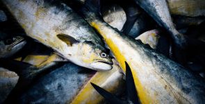 Gov’t Moves to Expand Tuna Processing and Ice Infrastructure Amid Fishermen Supply Concerns