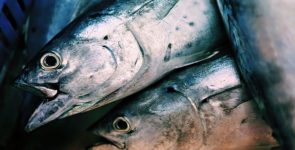 Gov’t Expands FAD Network to Support Fisheries Sector