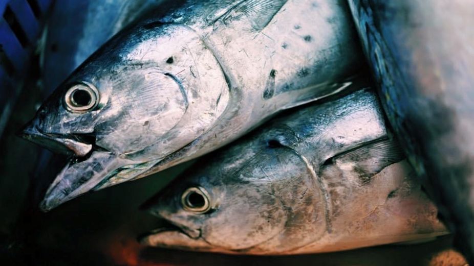 Corporate Maldives - 2026-03-17T103754.974