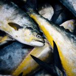 Maldives Secures First-Ever Country-Specific Seafood Sustainability Ratings