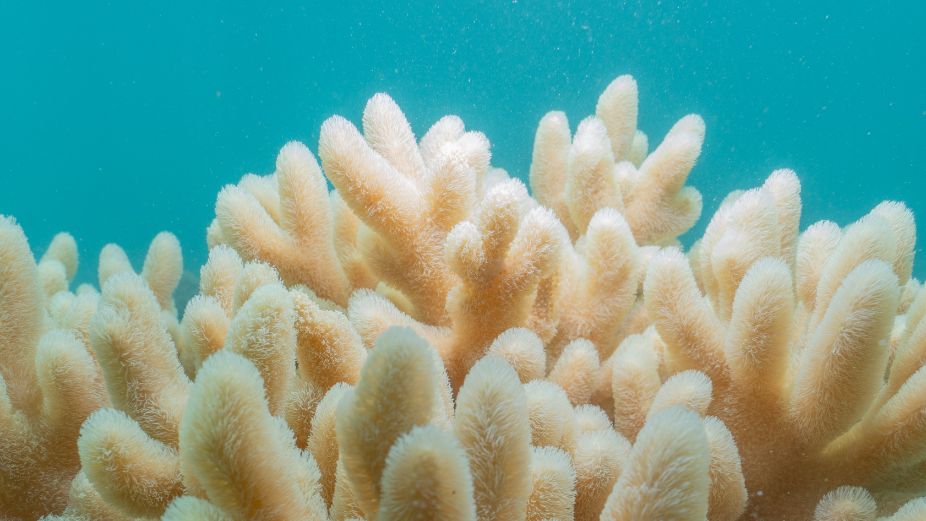 Corporate Maldives - 2026-04-13T145619.105