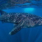 SAMPA Introduces Vessel Registration and Stricter Whale Shark Tourism Rules