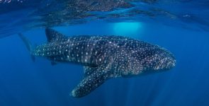 SAMPA Introduces Vessel Registration and Stricter Whale Shark Tourism Rules